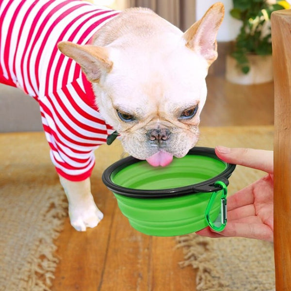 Colourful Pet Bowl