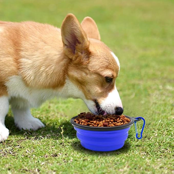 Colourful Pet Bowl